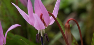 Európai kakasmandikó (<i>Erythronium dens-canis</i>)