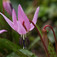 Európai kakasmandikó (<i>Erythronium dens-canis</i>)