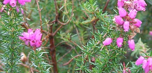 Kereszteshanga (<i>Erica tetralix</i>)