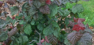 Csavartvesszőjű vérmogyoró (<i>Corylus avellana</i> 'Red Majestic')