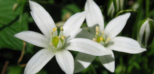Ernyős sárma (<i>Ornithogalum sp.</i>)