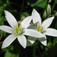 Ernyős sárma (<i>Ornithogalum sp.</i>)