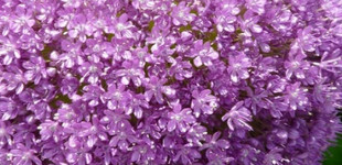 Díszhagyma (<i>Allium sp.</i>)