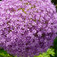 Díszhagyma (<i>Allium sp.</i>)