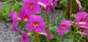 Nagyvirágú tölcsérgyökér (<i>Incarvillea grandiflora</i>)