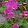 Nagyvirágú tölcsérgyökér (<i>Incarvillea grandiflora</i>)