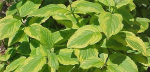 Fehértarka levelű som  (<i>Cornus alba</i> 'Spaethii')