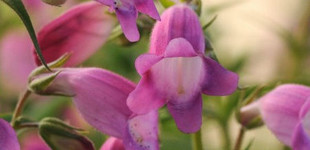 Bugatölcsér (<i>Penstemon  x Mexicali Carillo Rose</i>)