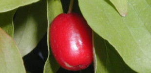 Óriástermésű som (<i>Cornus mas</i> 'Jolico')