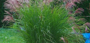 Japánfű (<i>Miscanthus sinensis</i>)