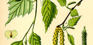 Bibircses nyír (<i>Betula pendula</i>)