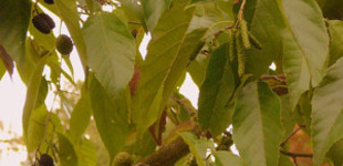 Éger (<i>Alnus x spaethii</i>)