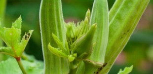 Okra (<i>Hibiscus esculentus</i>)