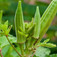 Okra (<i>Hibiscus esculentus</i>)