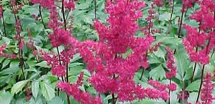 Csótárvirág (<i>Astilbe x arendsii</i>)