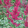 Csótárvirág (<i>Astilbe x arendsii</i>)