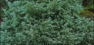 Szavára hamisciprus (<i>Chamaecyparis pisifera</i> 'Bouleward')