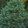 Szavára hamisciprus (<i>Chamaecyparis pisifera</i> 'Bouleward')