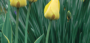 Tulipán (<i>Tulipa sp.</i>)