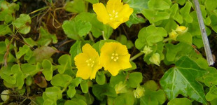 Pénzlevelű lizinka (<i>Lysimachia nummularia</i>)