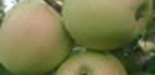 'Golden Haidegg' alma (<i>Malus domestica</i> ''Golden Haidegg'')