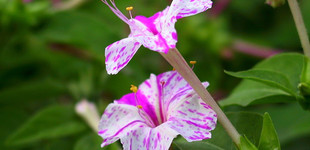 Csodatölcsér (<i>Mirabilis sp.</i>)