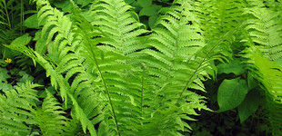 Európai struccpáfrány (<i>Matteuccia struthiopteris</i>)