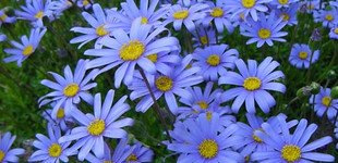 Fokföldi kékmargitvirág (<i>Felicia amelloides</i>)