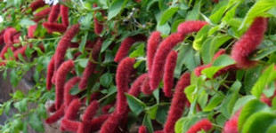 Szépcsalán (<i>Acalypha sp.</i>)