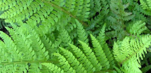 Vesepáfrány (<i>Polystichum spp</i>)