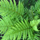 Vesepáfrány (<i>Polystichum spp</i>)