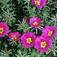 Porcsinrózsa (<i>Portulaca grandiflora</i>)