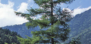 Japán vörösfenyő (<i>Larix kaempferi</i>)