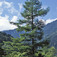 Japán vörösfenyő (<i>Larix kaempferi</i>)