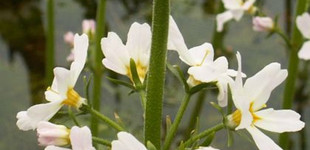 Mocsári békaliliom (<i>Hottonia palustris</i>)