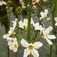Mocsári békaliliom (<i>Hottonia palustris</i>)