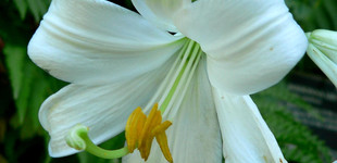 Liliom (<i>Lilium sp.</i>)