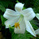 Liliom (<i>Lilium sp.</i>)
