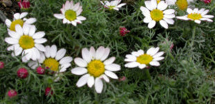 Törpe százszorszép (<i>Anacyclus pyrethrum</i>)