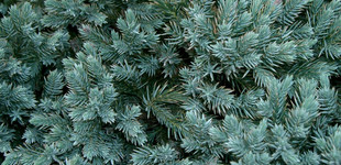 Himalájai törpeboróka (<i>Juniperus squamata</i> 'Blue Carpet')