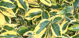 Tarkalevelű ezüstfa (<i>Elaeagnus ebbingei</i> 'Gilt Edge')