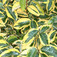 Tarkalevelű ezüstfa (<i>Elaeagnus ebbingei</i> 'Gilt Edge')