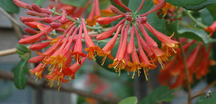 Skarlát trombitalonc (<i>Lonicera x brownii</i> 'Dropmore Scarlet')