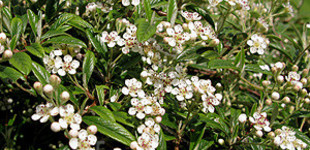 Fűzlevelű madárbirs (<i>Cotoneaster salicifolius</i>)
