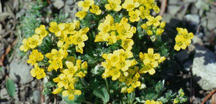 Havasi daravirág (<i>Draba aizoides</i>)