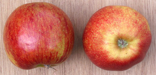 'Jonagold' alma és klónjai (<i>Malus domestica</i> ''Jonagold'')