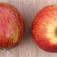 'Jonagold' alma és klónjai (<i>Malus domestica</i> ''Jonagold'')