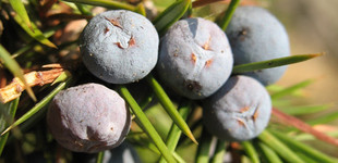 Közönséges boróka (<i>Juniperus communis</i>)