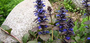 Indás ínfű (<i>Ajuga reptans</i>)