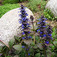 Indás ínfű (<i>Ajuga reptans</i>)